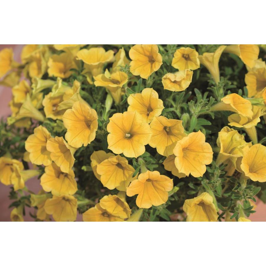 登録品種 サフィニア ブーケ 各種 3号苗 Safibu 花の館 ヤフー店 通販 Yahoo ショッピング