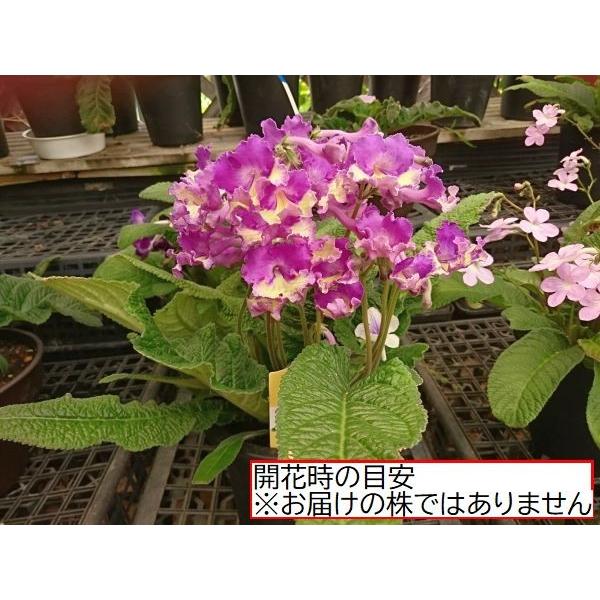 ストレプトカーパス シルビア 鉢花 Suto017 花の館 ヤフー店 通販 Yahoo ショッピング