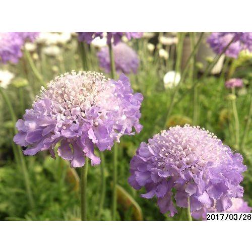 宿根草多年草 スカビオサ 苗 Syu039 花の館 ヤフー店 通販 Yahoo ショッピング