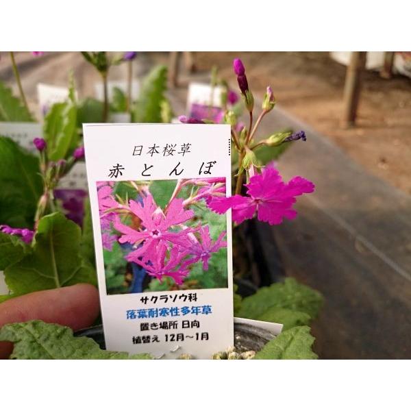 宿根草 多年草 苗 日本桜草 サクラソウ さくら草 Syu 花の館 ヤフー店 通販 Yahoo ショッピング