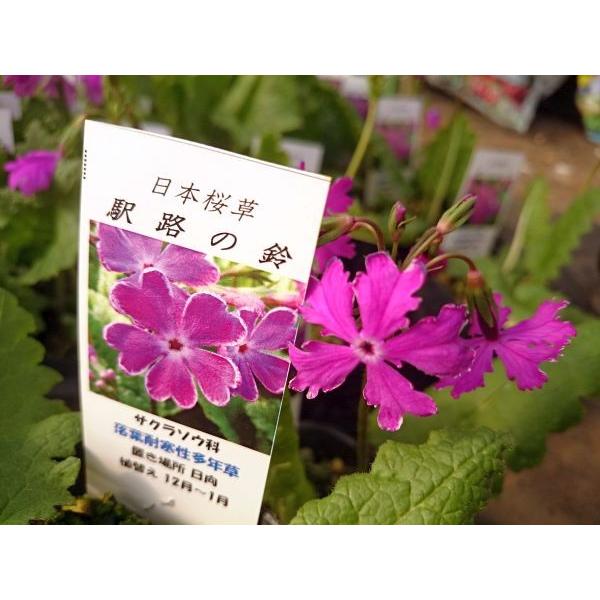 宿根草 多年草 苗 日本桜草 サクラソウ さくら草 Syu 花の館 ヤフー店 通販 Yahoo ショッピング