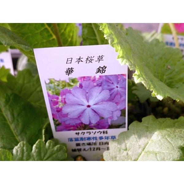 さくら草の苗 Www Kerjapandai Com