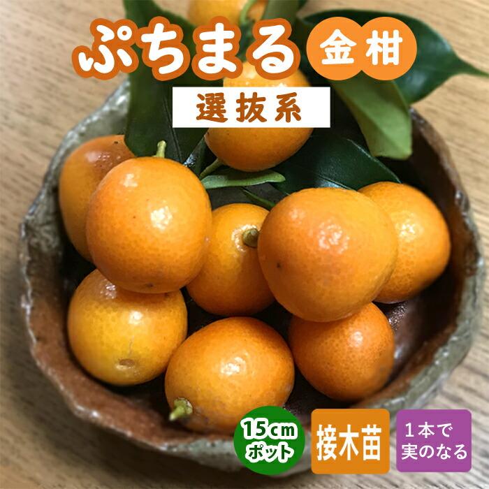 金柑 苗木 ぷちまる 選抜系 15cmポット キンカン きんかん 接木 柑橘