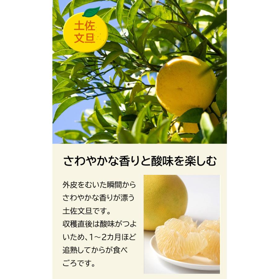 土佐文旦 パール柑 接木苗木