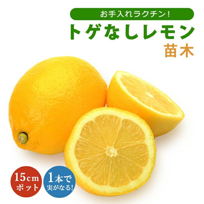 レモン 苗木 トゲなしレモン ビアフランカ 15cmポット 接木 レモン 苗木 トゲなしレモン ビアフランカ 15cmポット 接木
