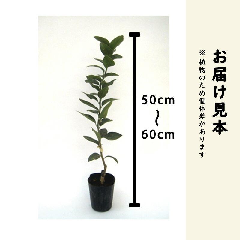 レモン 苗木 トゲなしレモン ビアフランカ 15cmポット 接木 レモン 苗木 トゲなしレモン ビアフランカ 15cmポット 接木