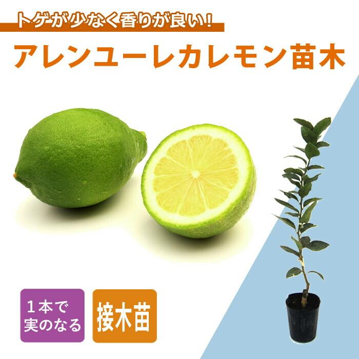 レモン 苗木 アレンユーレカレモン 15cmポット 接木 柑橘