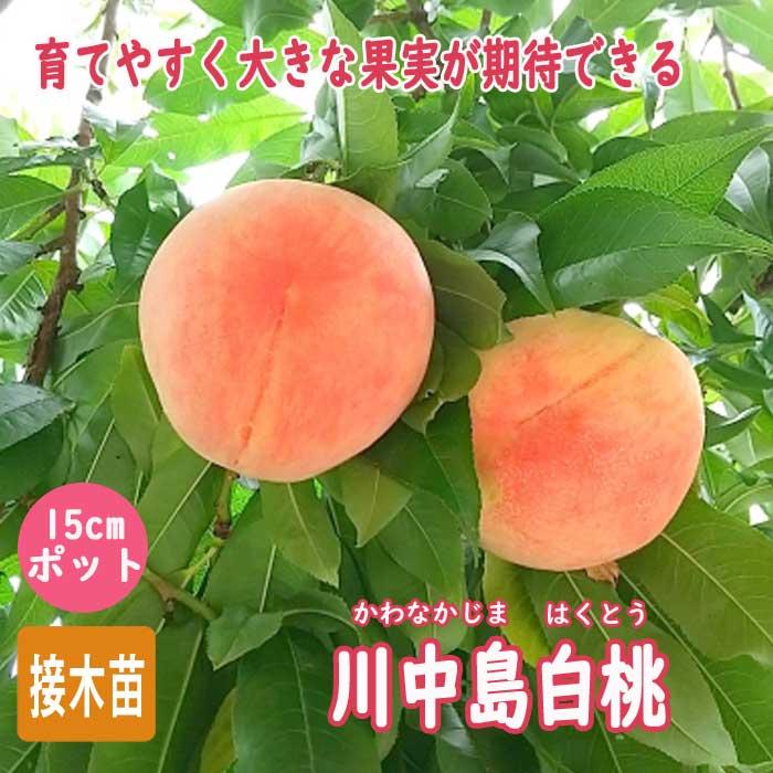 桃 苗 川中島白桃 15cmポット かわなかじまはくとう 苗木 接木 受粉 