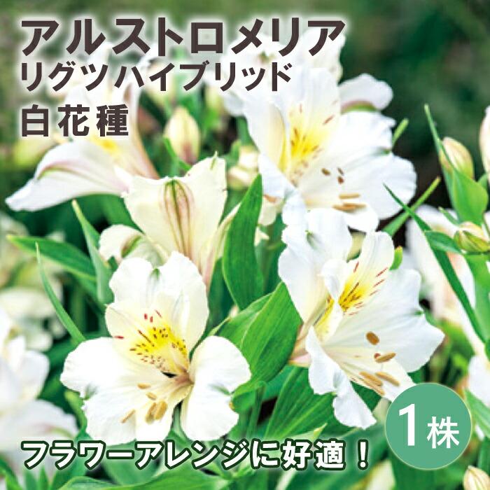 アルストロメリア リグツハイブリッド 白 花種 球根 1株 秋植え 冬植え