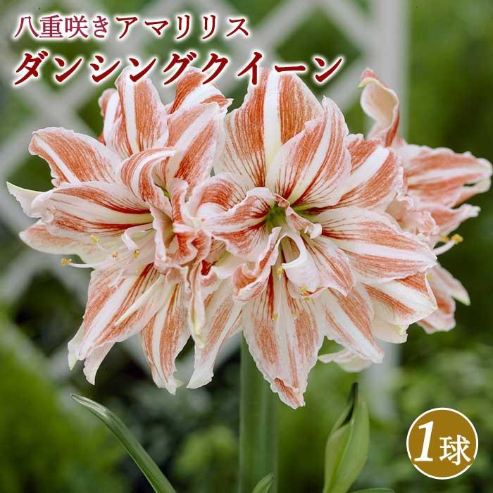 アマリリス 球根 巨大輪 八重咲き 【 ダンシングクイーン 】1球 鉢植え 地植え 花壇 amaryllis 花の大和（Yahoo!・花の大和 ヤフー店）