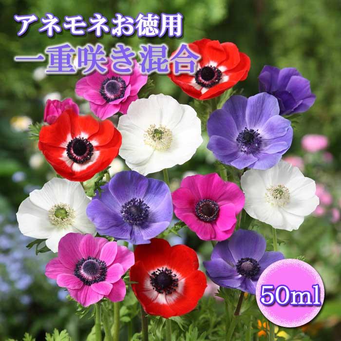 985　アネモネ アネモネ 【 一重咲き 混合 】 球根 50ml【 お徳用 秋植え プランター
