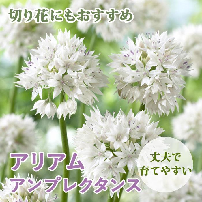 球根 秋植え 花のかわいい アリアム アリウム アンプレクタンス １２球 1 00fk 花の大和 ヤフー店 通販 Yahoo ショッピング
