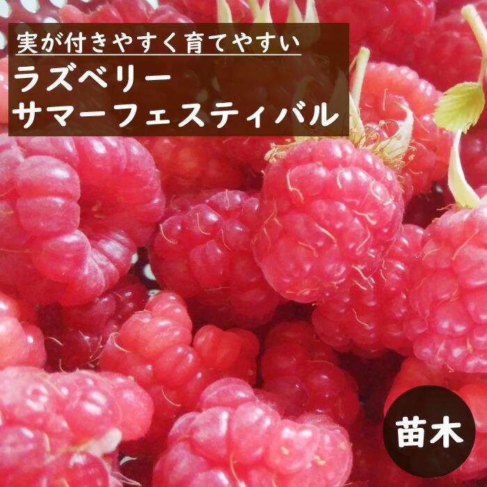 サマーフェスティバル ラズベリー 苗 苗木 レッドラズベリー 12cm