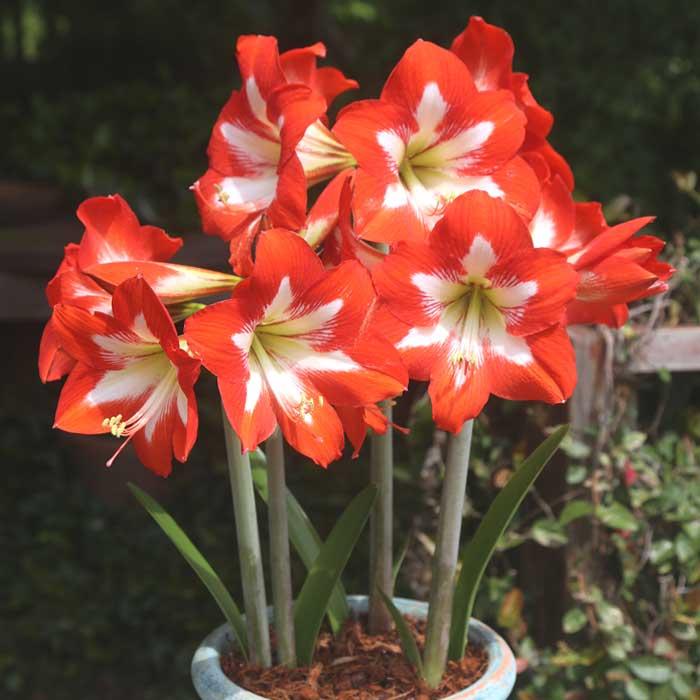 アマリリス 球根 春植え 毎年花が咲く 【 アイキャッチャー 】1 アマリリス 球根 春植え 毎年花が咲く 【 アイキャッチャー 】1
