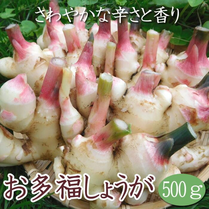 種 生姜 【 国産 お多福 しょうが 約500ｇ】 種球根 熊本県産 ショウガ 薬味 ジンジャー ginger 花の大和（Yahoo!・花の大和 ヤフー店）