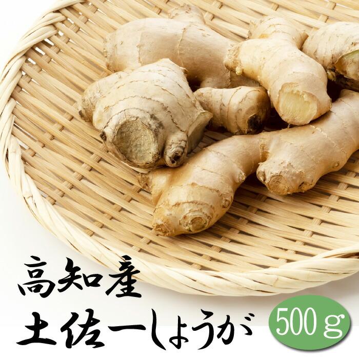 種 生姜 【 高知産 土佐一 しょうが 約500ｇ】 種球根 国産 ショウガ 薬味 ジンジャー ginger 花の大和（Yahoo!・花の大和 ヤフー店）