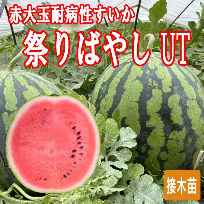接木 野菜 苗 すいか 祭りばやしUT 赤大玉 耐病性 スイカ 9cmポット