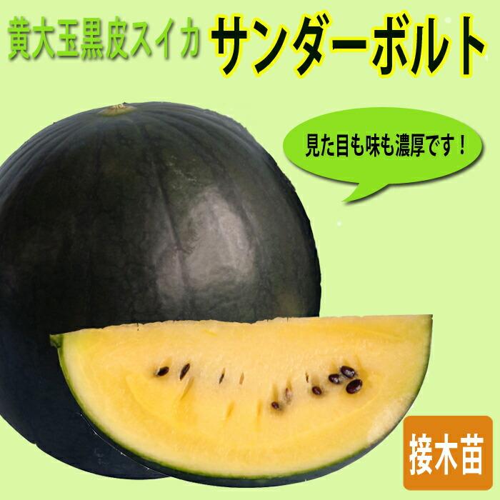 予約・早割】接木 野菜 苗 すいか サンダーボルト 黄大玉 黒皮 スイカ