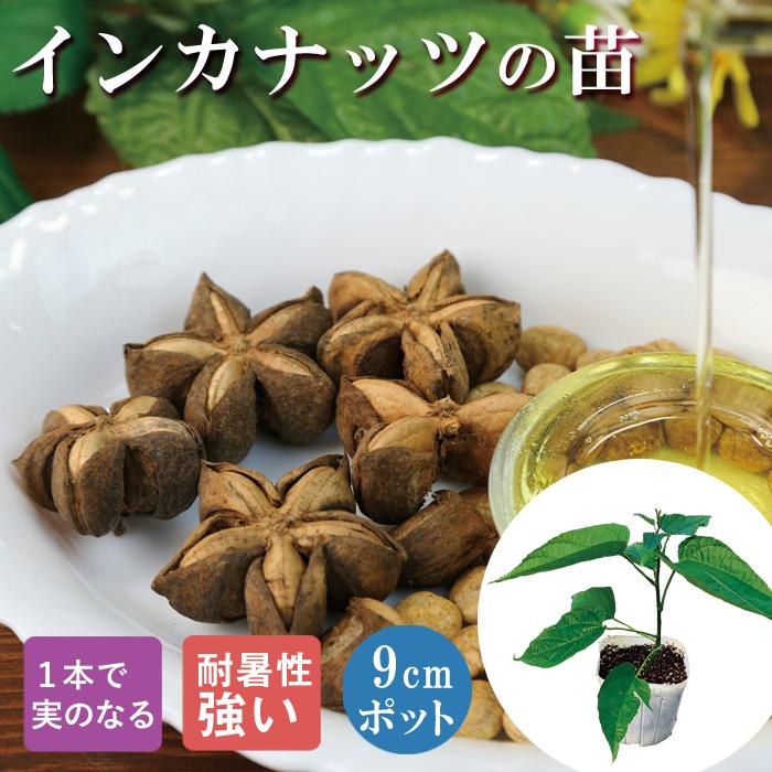 ナッツ 苗 インカナッツ 9cmポット 自根 トロピカル 生育早い 熱帯