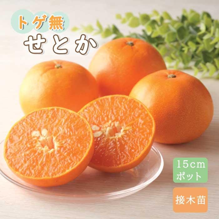 みかん 苗木 とげなし せとか 15cmポット 接木苗 柑橘苗 （登録品種