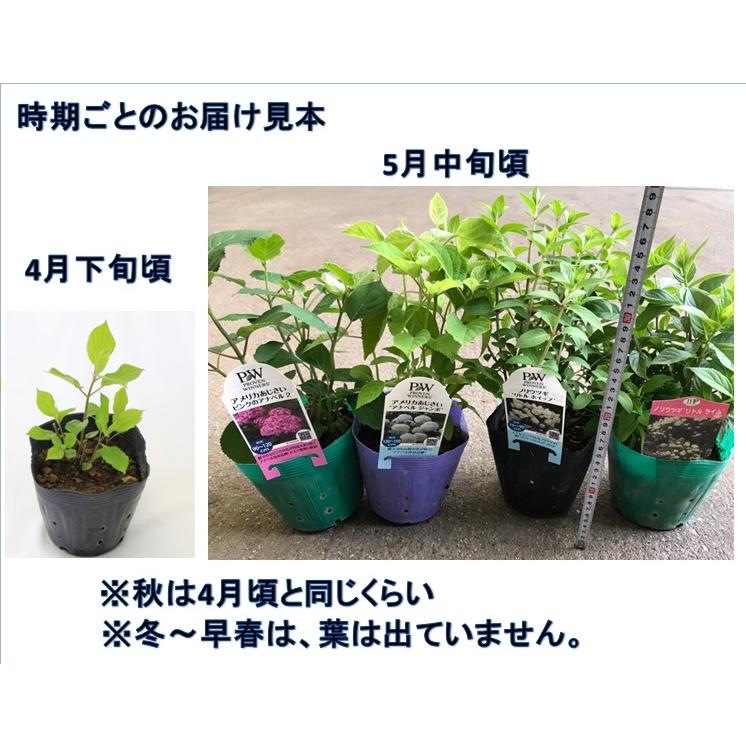 予約商品 早割価格 アジサイアナベル苗 ピンクのアナベル １５ｃｍポット大苗 登録品種 １０月中旬より順次発送 紫陽花 庭木 生育旺盛 植えっぱなしok 1 00pt 花の大和 ヤフー店 通販 Yahoo ショッピング