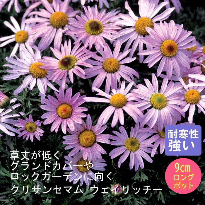 クリサンセマム ウェイリッチー バラに合う ９ｃｍロングポット 宿根草苗 1 00pt 花の大和 ヤフー店 通販 Yahoo ショッピング