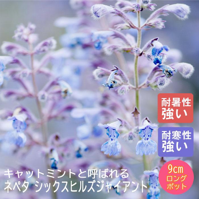 ネペタ シックスヒルズジャイアント バラに合う ９ｃｍロングポット 宿根草苗 1 00pt 花の大和 ヤフー店 通販 Yahoo ショッピング