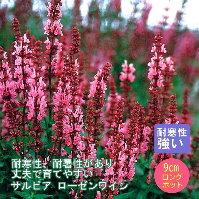 サルビア ローゼンワイン バラに合う ９ｃｍロングポット 宿根草苗 予約商品 早割価格 １１月前半より順次発送 1 00pt 花の大和 ヤフー店 通販 Yahoo ショッピング