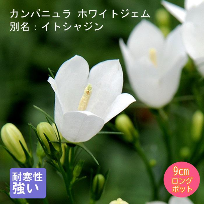宿根草 苗 カンパニュラ ホワイトジェム 9cmロングポット 日陰 半