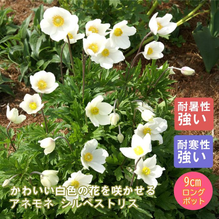 アネモネ シルベストリス 草丈の低い ９ｃｍロングポット 宿根草苗 1 00pt 花の大和 ヤフー店 通販 Yahoo ショッピング