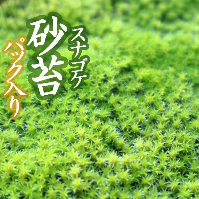 スナゴケ 砂苔 18×11cmパック入り 苔 コケ こけ 苔テラリウム 盆栽 