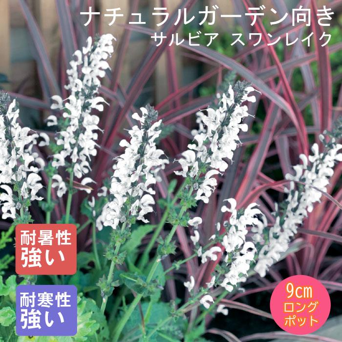 宿根サルビア 白の商品一覧 通販 Yahoo ショッピング
