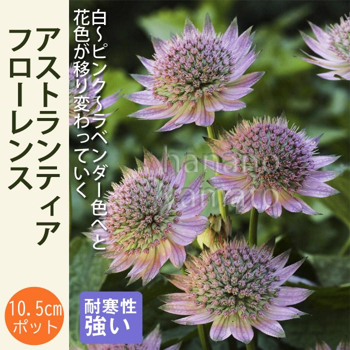 宿根草 苗 アストランティア フローレンス 10.5cmポット 切花向け