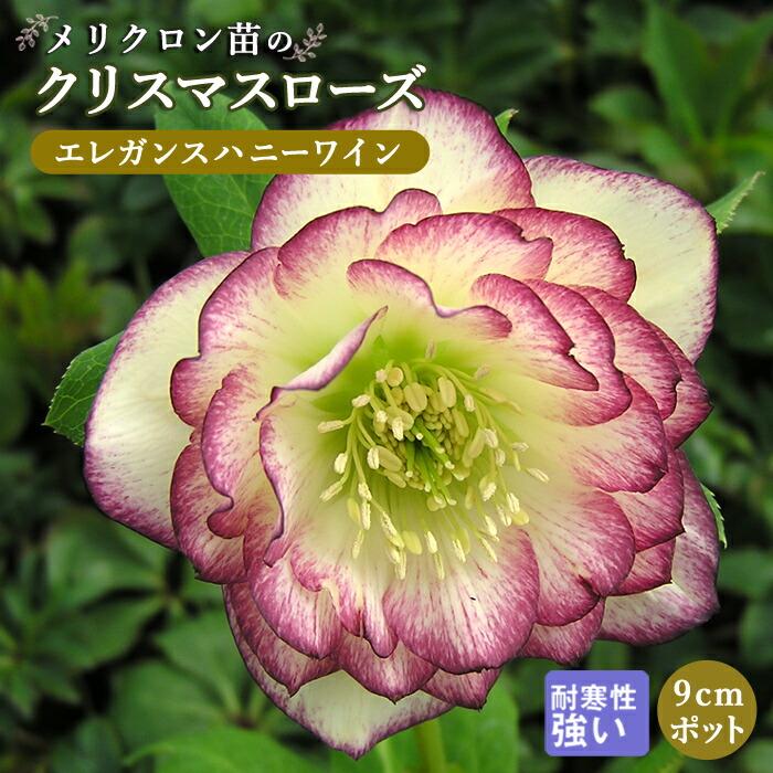 クリスマスローズ 苗 エレガンスハニーワイン メリクロン苗 ９ｃｍポット 冬 花壇 耐寒性 ガーデニング ヘレボルス 1 00pt 花の大和 ヤフー店 通販 Yahoo ショッピング