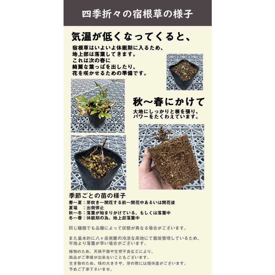 宿根草 苗 リクニス レッドクロス ９ｃｍロングポット バラに合う しゅっこんそう 多年草 ペレニアル｜hananoyamato-online｜03