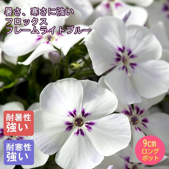 フロックス フレームライトブルー 切り花として楽しむ ９ｃｍロングポット 宿根草苗 予約商品 早割価格 １０月後半より順次発送 1 00pt 花の大和 ヤフー店 通販 Yahoo ショッピング