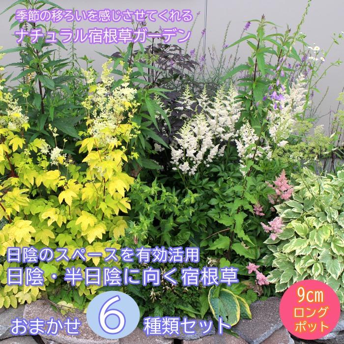 予約・早割】宿根草 苗 セット 9cmロングポット 日陰 半日陰