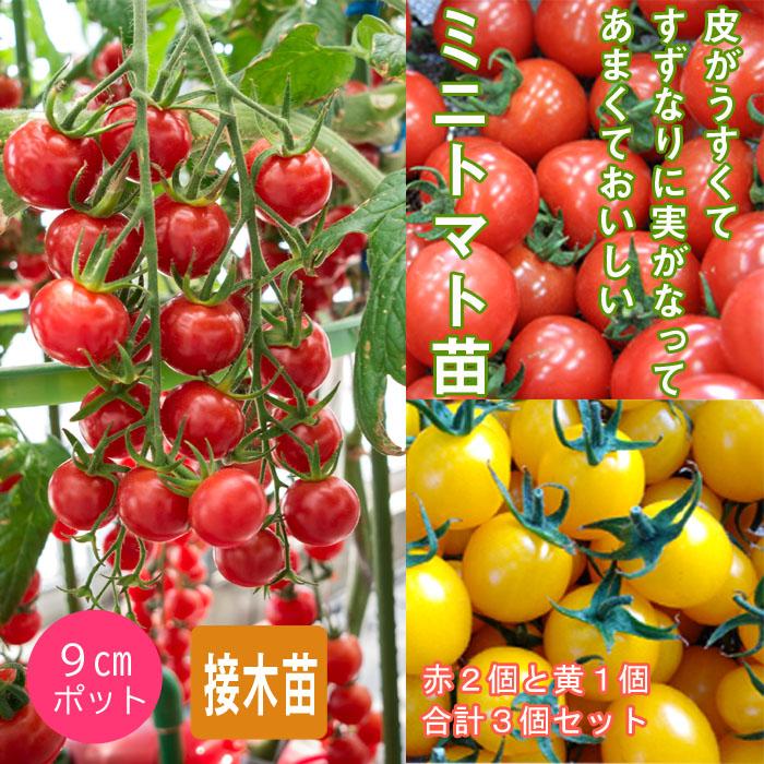 接木 野菜 苗 赤2個+黄1個=合計3個 セット うす皮鈴なり 接木 野菜 苗 赤2個+黄1個=合計3個 セット うす皮鈴なり