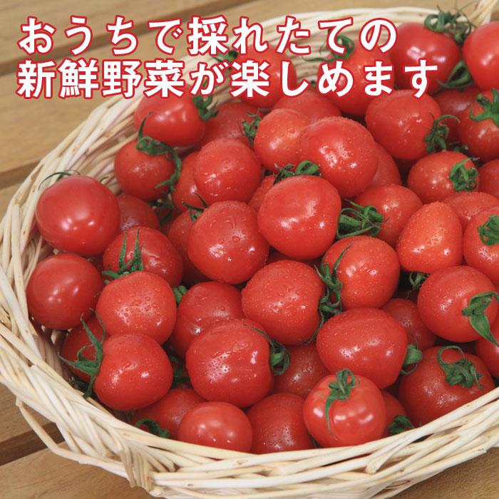 接木 野菜 苗 赤2個+黄1個=合計3個 セット うす皮鈴なり 接木 野菜 苗 赤2個+黄1個=合計3個 セット うす皮鈴なり