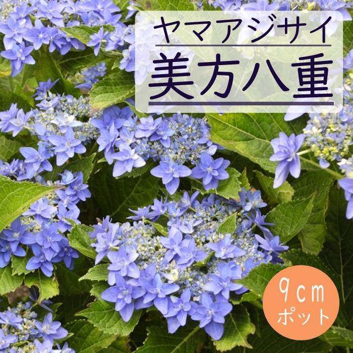 ヤマアジサイ 苗 美方八重 ( みかたやえ ) 9cmロングポット 山