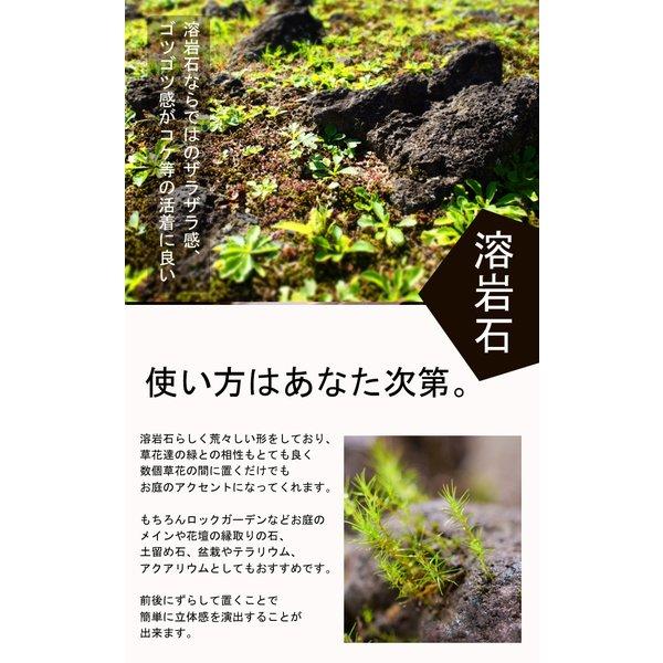 【 石材 】 溶岩石 黒 1個 苔テラリウム 盆栽 テラリウム アクアリウム 人気 苔玉 園芸 庭園 インテリア ロックガーデン 通気性 天然石 苔盆栽｜hananoyamato-online｜02