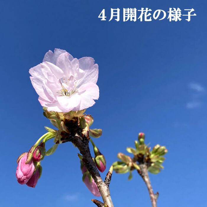 サクラ 桜 苗木 一才桜　( いっさいざくら ) 旭山 １２ｃｍポット ミニ盆栽向き 送料無料 さくら｜hananoyamato-online｜07