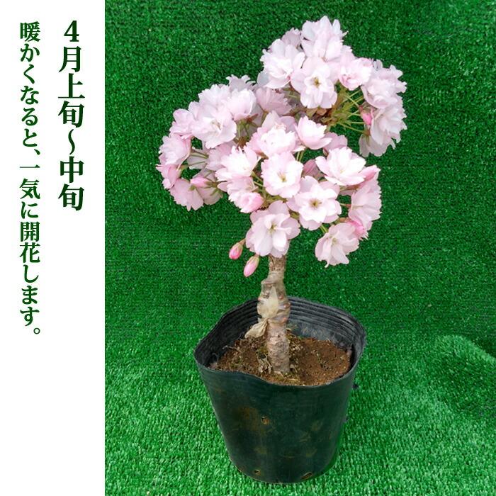 サクラ 桜 苗木 一才桜　( いっさいざくら ) 旭山 １２ｃｍポット ミニ盆栽向き 送料無料 さくら｜hananoyamato-online｜08