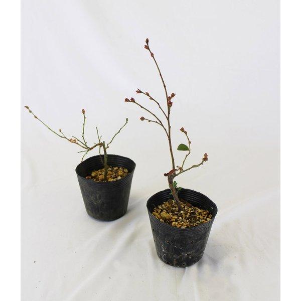 送料無料 ブルーベリー栽培セット サザンハイブッシュ系ブルーベリー苗木２種 ブルーベリーの土 肥料 鉢底石 プラ鉢 鉢皿 1 00st 花の大和 ヤフー店 通販 Yahoo ショッピング