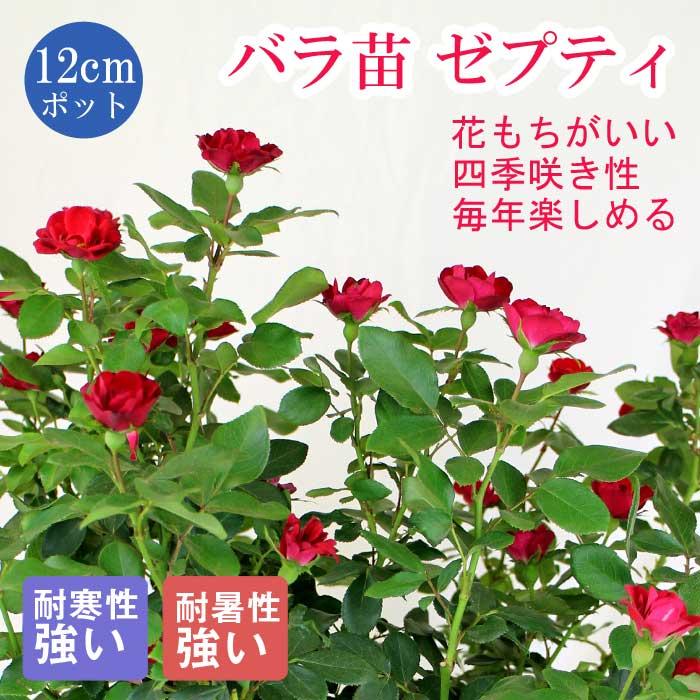 花の大和 【つぼみ付き】バラ 苗 ローズ ゼプティ 12cm鉢 育て 花の大和 【つぼみ付き】バラ 苗 ローズ ゼプティ 12cm鉢 育て
