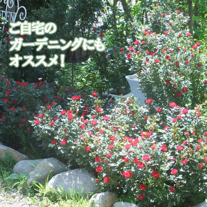 花の大和 【つぼみ付き】バラ 苗 ローズ ゼプティ 12cm鉢 育て 花の大和 【つぼみ付き】バラ 苗 ローズ ゼプティ 12cm鉢 育て