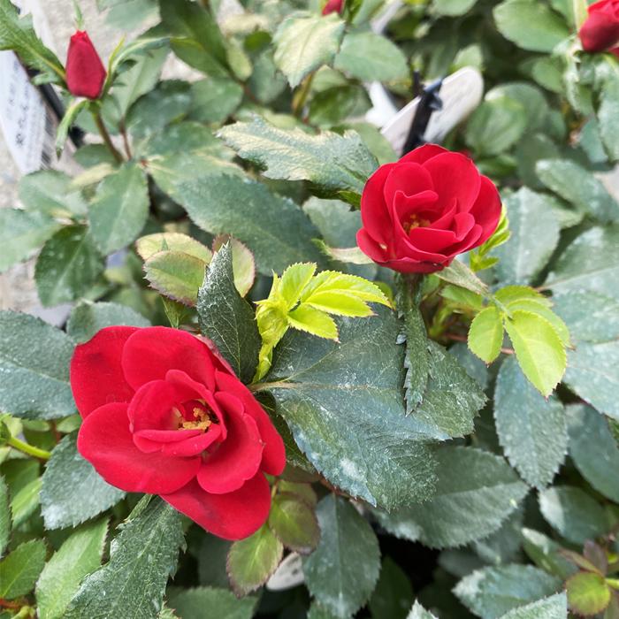 花の大和 【つぼみ付き】バラ 苗 ローズ ゼプティ 12cm鉢 育て 花の大和 【つぼみ付き】バラ 苗 ローズ ゼプティ 12cm鉢 育て