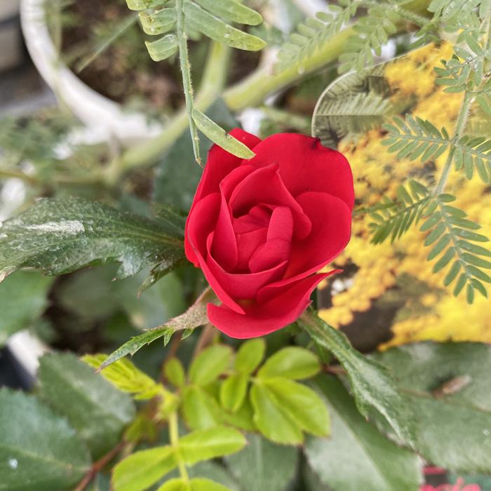 花の大和 【つぼみ付き】バラ 苗 ローズ ゼプティ 12cm鉢 育て 花の大和 【つぼみ付き】バラ 苗 ローズ ゼプティ 12cm鉢 育て