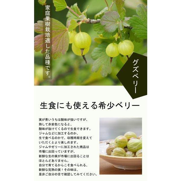 ラズベリー と グズベリー 苗木 ２種セット １２ｃｍポット｜hananoyamato-online｜05