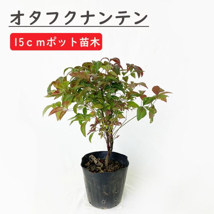 オタフクナンテン 苗木 15cmポット 苗 ガーデニング 園芸 庭木